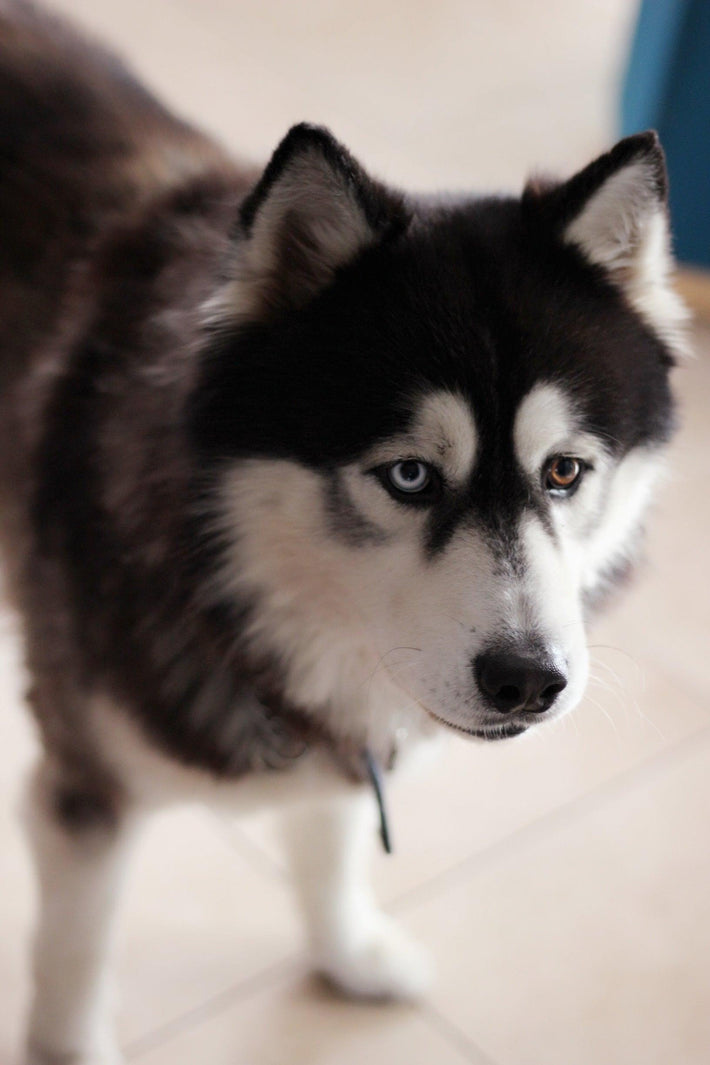 Coping with the Loss of a pet dog - BLUMA Wellness